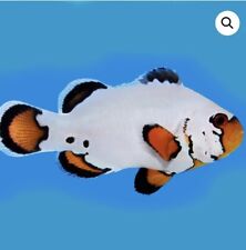 Flurry clown fish for sale  FOLKESTONE