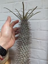 Pachypodium Geayi Rare Succulent Caudiciform Cactus Caudex Madagascar Plant for sale  Shipping to South Africa