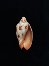 Used, sea shell Cymbiola rutila, 61.0mm for sale  Shipping to South Africa