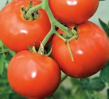 Manitoba tomato seeds for sale  Berwyn