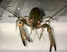 Blue lobster crayfish for sale  UK