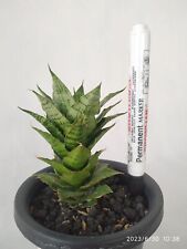 Sansevieria Hybrid Mosar with Phytosanitary & Support Charity Program for sale  Shipping to South Africa