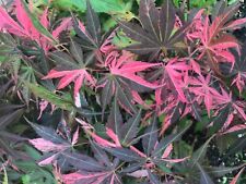 lace leaf maple for sale  USA