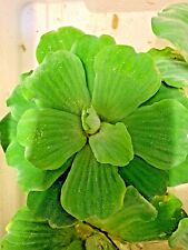 Pistia stratiotes jumbo for sale  NEWTON ABBOT