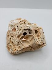 Pennsylvania limestone fossil for sale  Uniontown