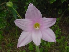 Habranthus robustus pink for sale  Walterboro