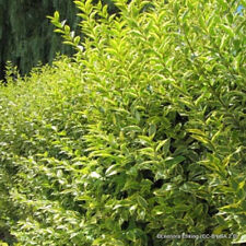 Ligustrum aureum 60cm for sale  KIDLINGTON