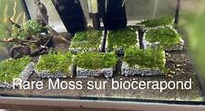 Mousse aquarium rare d'occasion  Bessines-sur-Gartempe