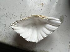 Sea shell interior for sale  ELY