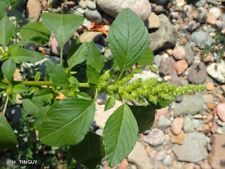 150 + Graines brède paillateres, Pariétaires (plante comestible) segunda mano  Embacar hacia Argentina