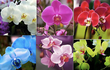 Orchid flower seeds for sale  Goldsboro