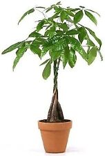 Pachira aquatica bonsai for sale  Hacienda Heights