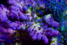 Acropora tort sps for sale  BARNOLDSWICK