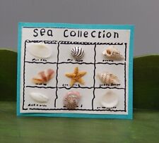 sea shell display for sale  Saint Louis