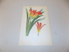 1897 Antique Floral Print  / CLIVIS, or, CLIVIA MINIATA for sale  Shipping to South Africa