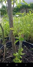 Moringa tree cuttings for sale  Marco Island