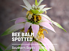 Bee balm spotted for sale  Frisco