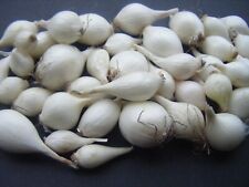 100 white onion for sale  Evarts