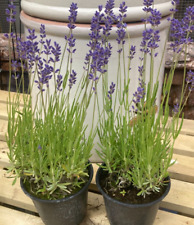 English lavender angustifolia for sale  DURHAM