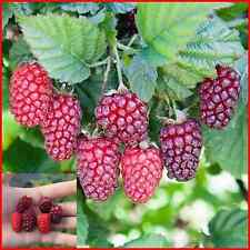 Mulberry fruit plant for sale  LIVERPOOL