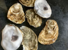 Pearl oyster shell for sale  PRESTON