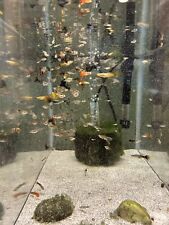 female guppies for sale  Old Bethpage