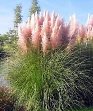 Pink pampas grass for sale  SALE
