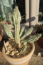 Cactus euphorbia mammilaris d'occasion  Paris XII