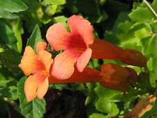 Trumpet hummingbird vine for sale  Phoenix