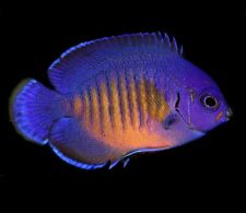 Coral beauty angelfish for sale  Los Angeles