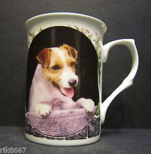 Jack russel terrier for sale  SKIPTON