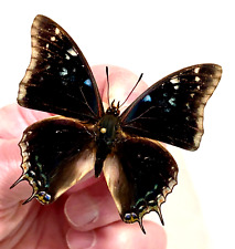Insect Butterfly Nymphalidae Charaxes mafuga-Rare Male No. 2! for sale  Shipping to South Africa