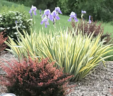 Zebra iris variegated for sale  Fairmont