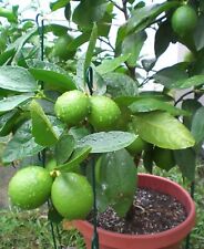 Kaffir lime tree for sale  Saint Michaels