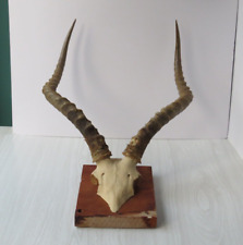 Taxidermy large springbuck for sale  SOUTHSEA