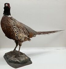 Ringneck pheasant taxidermy for sale  Brookline