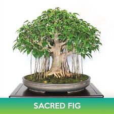 Sacred fig seed for sale  Belmont
