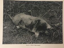 Antique print mole for sale  Shipping to Ireland