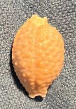 Cypraea nucleus gemmosa for sale  Lewes