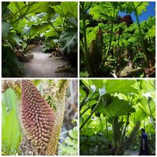 Giant hardy tropical for sale  GLOUCESTER