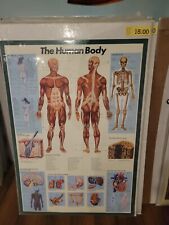 Human body anatomy for sale  Colorado Springs