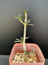 Dorstenia gigas branching for sale  Marana