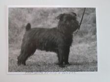 brussels griffon for sale  SOLIHULL