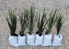 Yucca plants large for sale  Burneyville