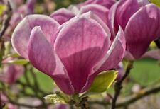 Magnolia soulangeana alexandri usato  Napoli