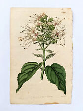 Curtis Nadruk botaniczny Grawerowanie Magazyn kwiatowy Clerodendrum 1816 Kolorowy 02908 na sprzedaż  Wysyłka do Poland