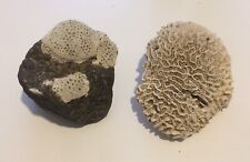 Lot coraux naturels d'occasion  Mantes-la-Jolie