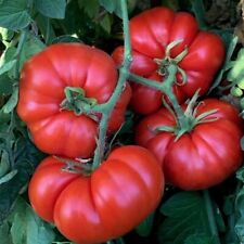 Tomato marmande beefsteak for sale  DARLINGTON