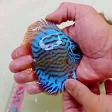 Turquoise discus fish d'occasion  Expédié en Belgium