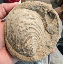fossil clam for sale  Bridge City